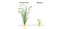 Evolution in Plants