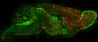 Microscope Image Showing Astrocyte Diversity across the Mouse Brain
