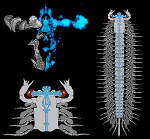 Jianfengia brain reconstruction