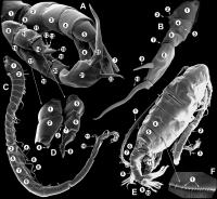 Diaptomidae