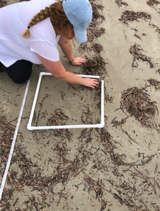 Beach sand sampling