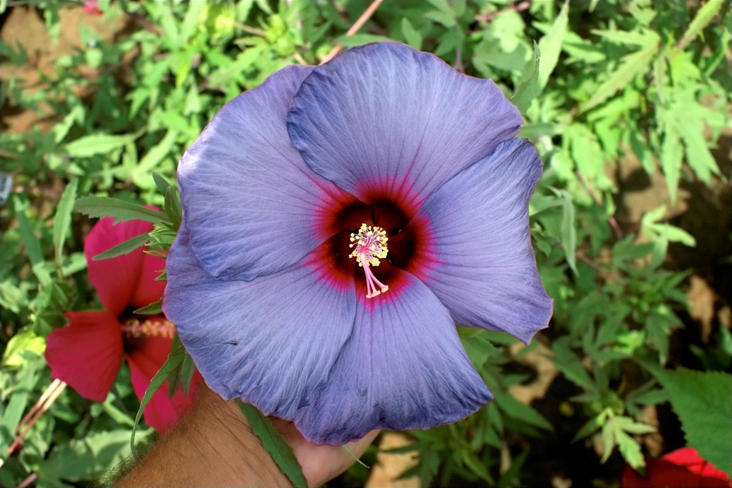 Blue Angel