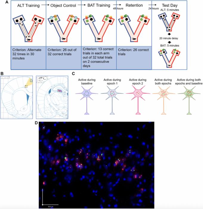 The impact of long-term social housing on biconditional association task performance and neuron ensembles in the anterior cingulate cortex and the hippocampal CA3 region of aged rats