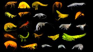 24 New Amphipod Species Identified in Clarion-Clipperton Zone