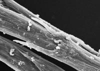 Feather Detail