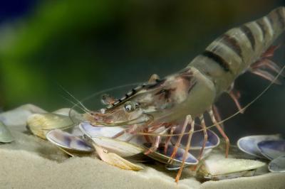 Black Tiger Prawn