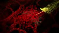 Malaria Lifecycle Part 1: Human Host