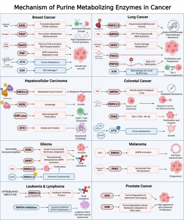 Mechanism of purine metabolizing enzymes in cancer.
