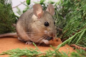 Woodrat feasts on berry