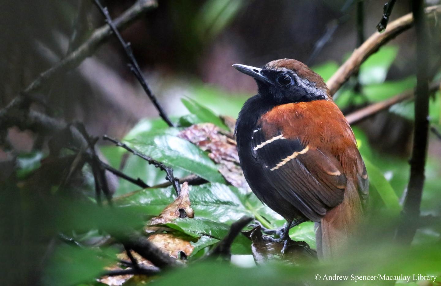 Cordillera Azul Antbird