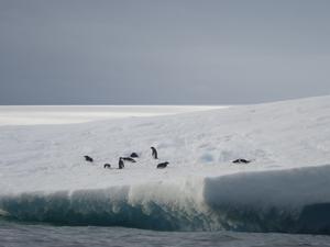 Penguins are expected to face even greater intensity, duration and frequency of extreme events in the coming decades