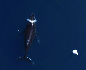 Whale above
