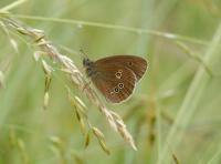 Ringlet Butterfly