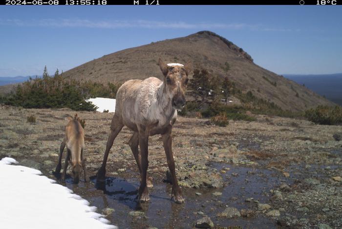 Camera Trap Image of Female Caribou and Calf