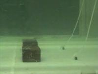 Shark Attacking Source of Food Odor at Woods Hole Oceanographic Institution