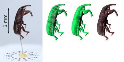 Wheat Weevil Photograph Versus 3D Model