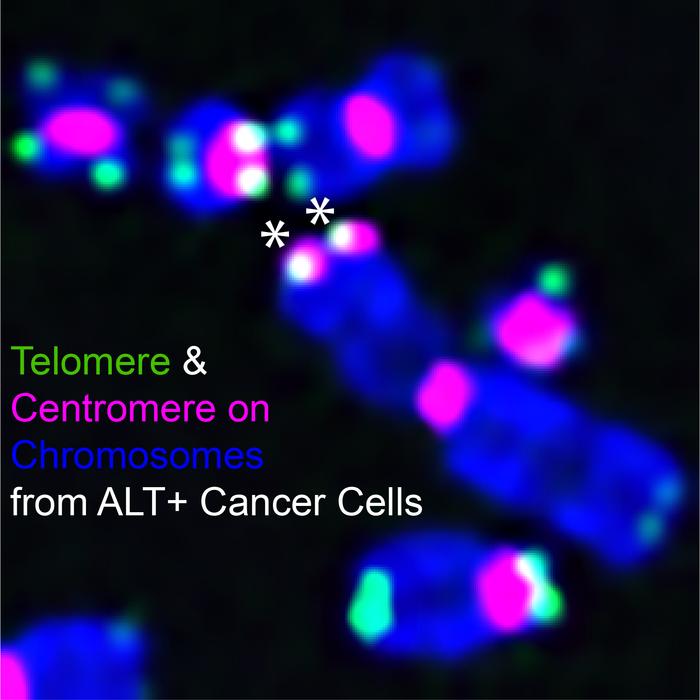 Telomere and Centromere Interaction