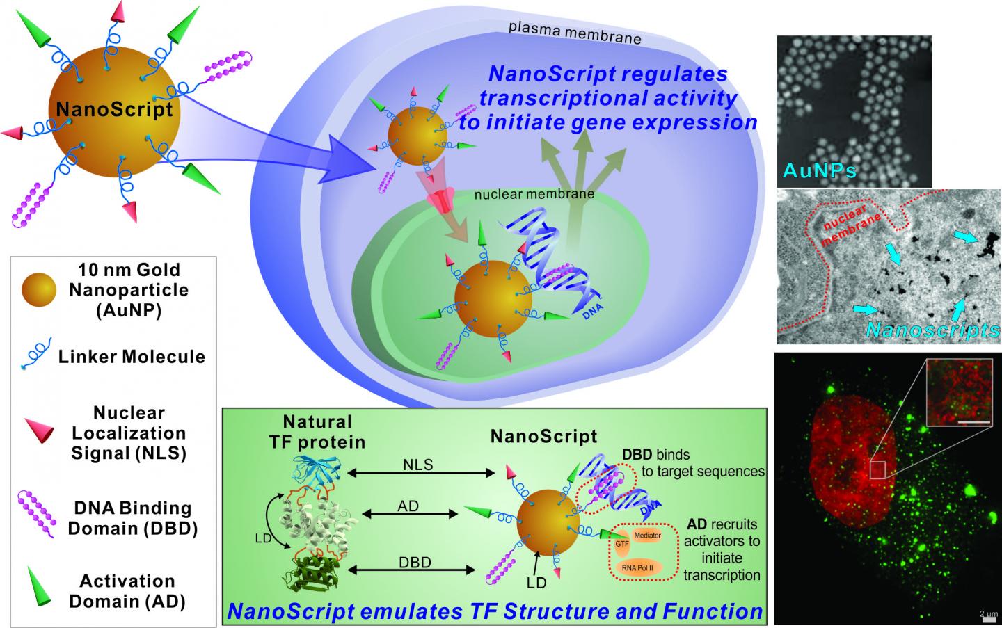 NanoScript Figure