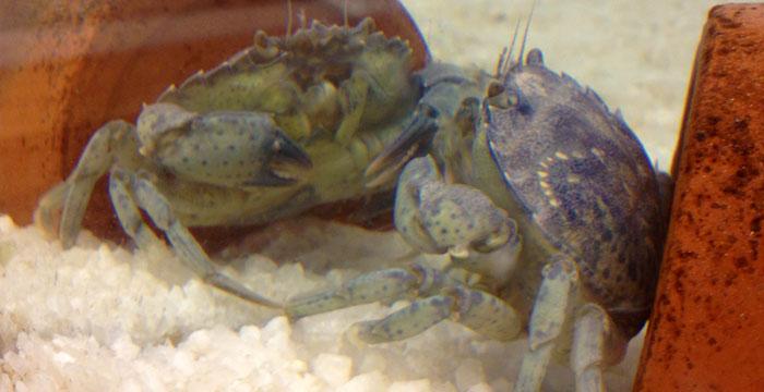 Jonah Crabs