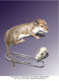 Reconstruction of Skull and Life Restoration of <i>Hadrocodium wui</i>, with Paper Clip for Scale