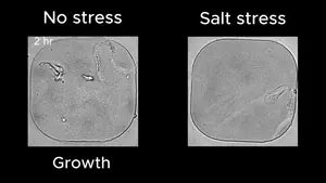 Rhythm contains important information for the cell