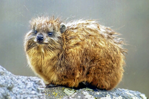 Hyrax