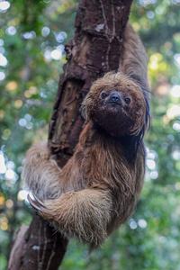 Northern Maned Sloth (Bradypus torquatus)