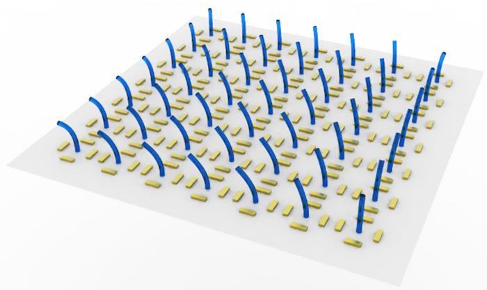 Schematic illustration of the hydrogel microcilia array