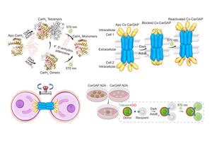 The design principle of Connexin CarGAP in mammalian cells.
