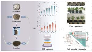 Soil–plant-microbial evidence for the available phosphorus generation and utilization of Ca/Mg salts conditioned hydrochar from sewage sludge