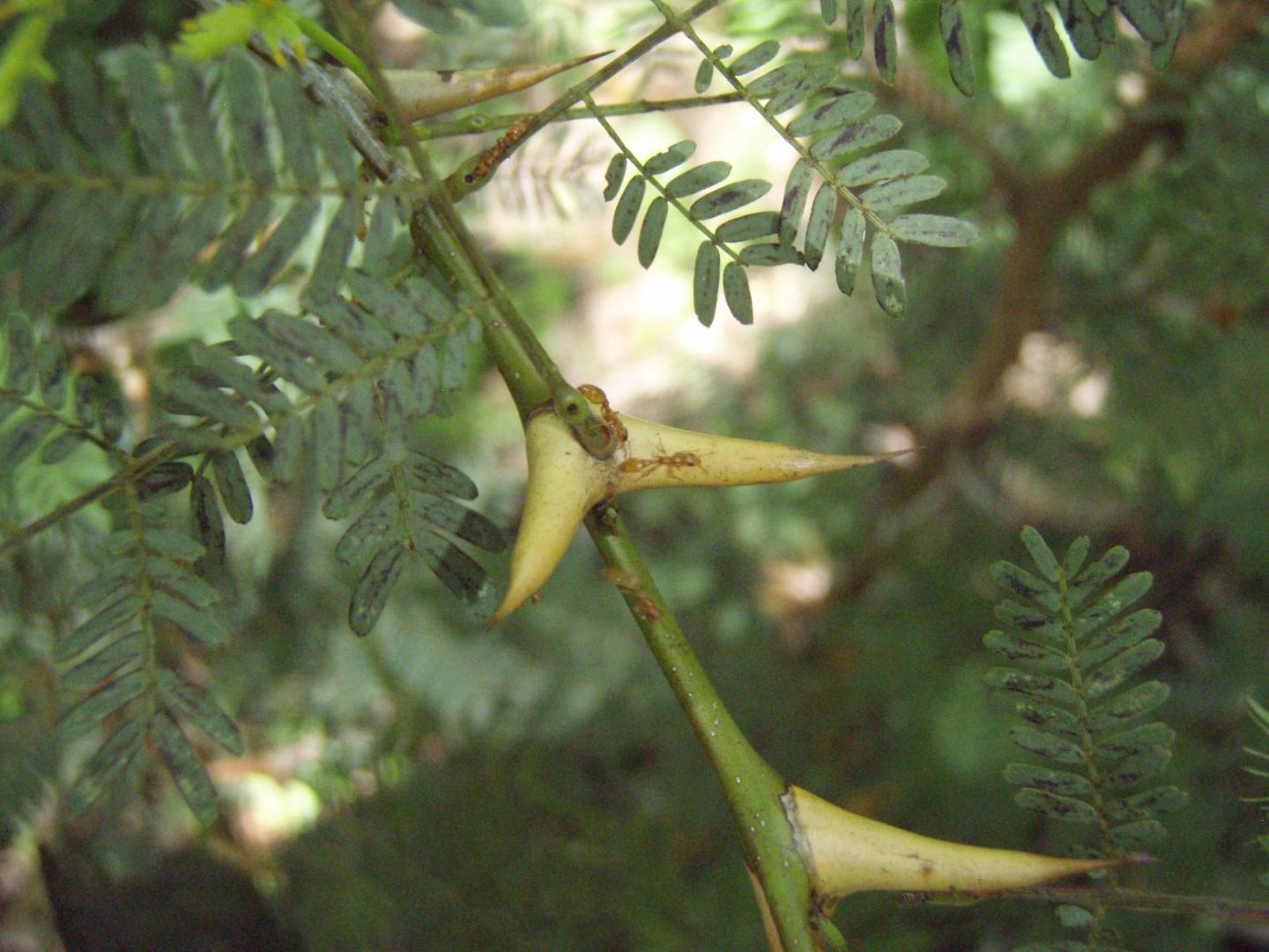 Thorn close-up