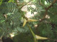Thorn close-up