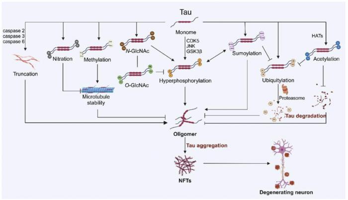 The cross-talk between tau’s PTMs. Hyperphosphorylation of tau can be catalyzed by multiple enzymes