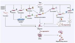 The cross-talk between tau’s PTMs. Hyperphosphorylation of tau can be catalyzed by multiple enzymes