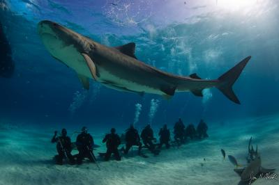 Tiger Beach, Bahamas