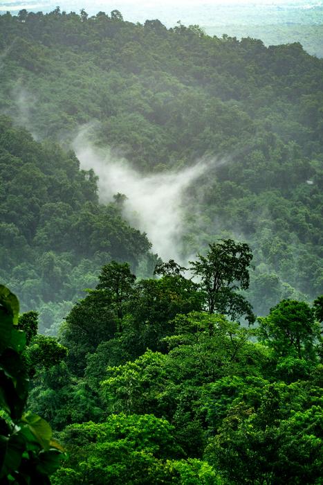 Observing shifts in phenology of tropical flowering plants