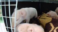 Shaking Piglets