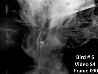 Hummingbird Hovering