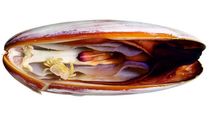 The New Pea Crab Species Parasitizing a Date Mussel