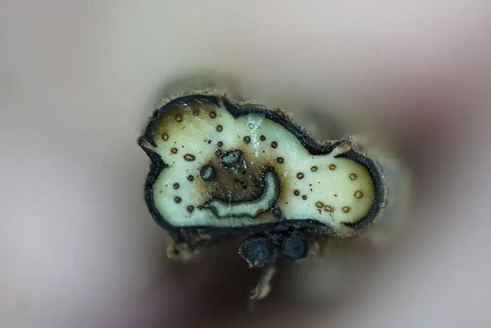 Fern Scientist Uncovers How Limits Fuel Evolution