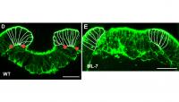 2 The Embryos Treated with the Myosin Inhibitor ML-7