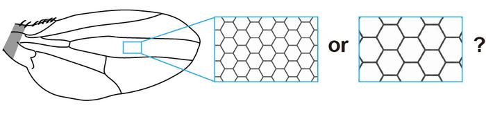 Schematic of the Drosophila wing and the epithelial cells that compose it