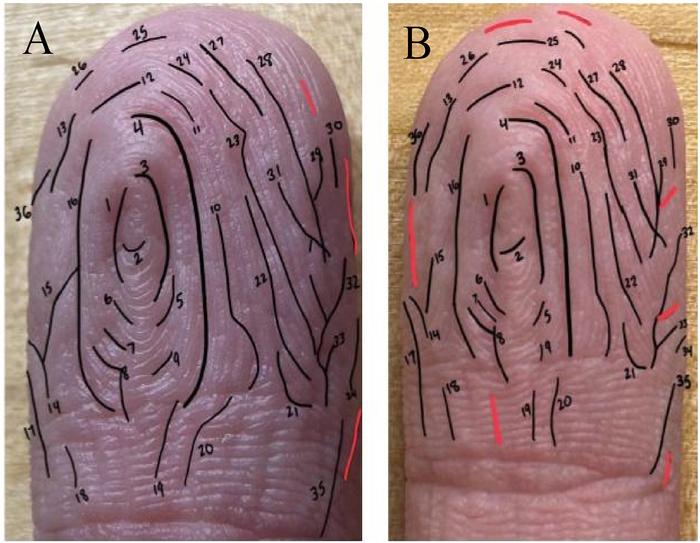 Establishing wrinkle pairs