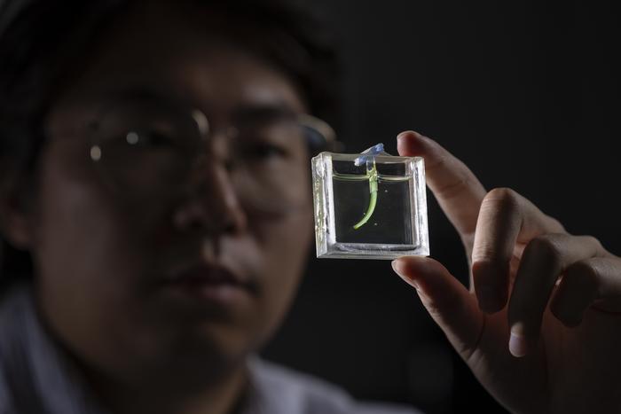 PhD candidate Fan Jiang holding up a soft robot arm inside a small square aquarium.