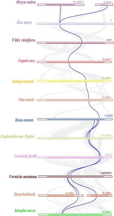 Collinearity analysis of casbene gene clusters in Euphorbiaceae species.