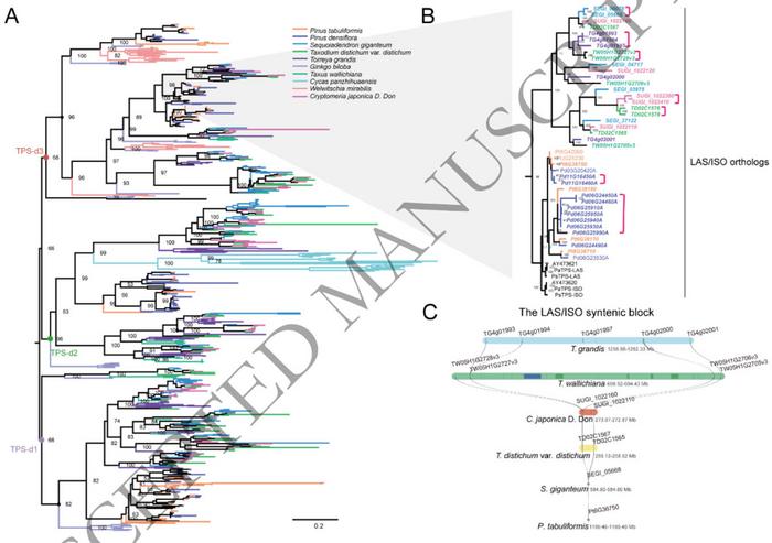 Evolutionary diversification and lineage-specific expansion of TPS-d genes in gymnosperms.