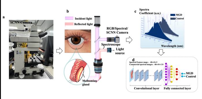 Study workflow and Spectral Convolutional Neural Network chip principle
