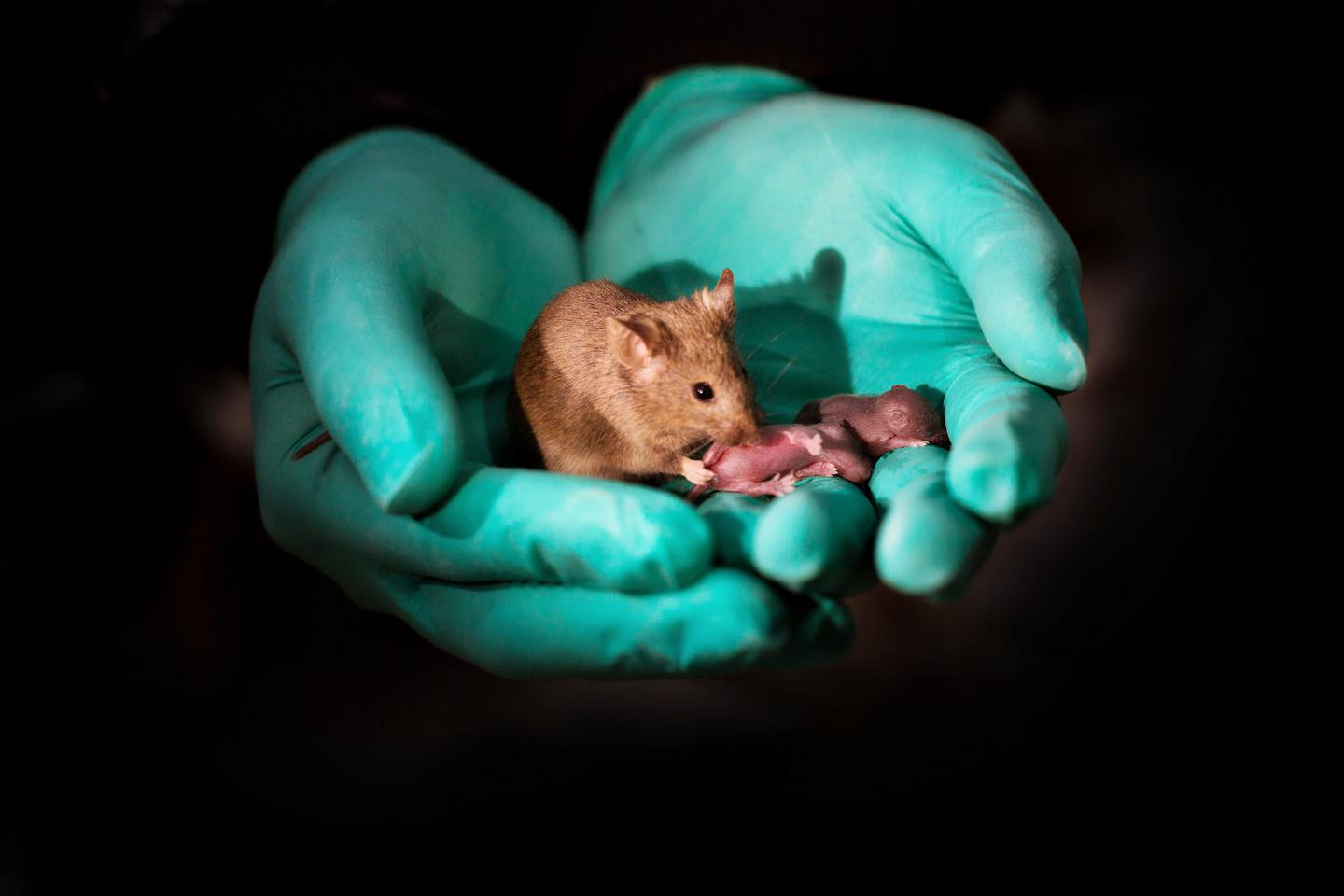 Bimaternal Mouse with Her Pups