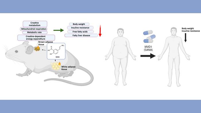 Article presents innovative drug for controlling weight and blood sugar