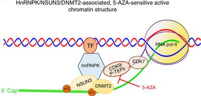 5-AZA Sensitive and Resistant Chromatic Structures